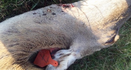 fot. powierzone przez ZO PZŁ Bydgoszcz