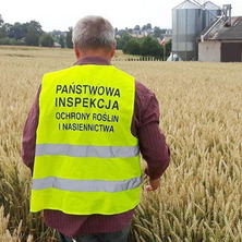 Ocena polowa plantacji nasiennych. Terminy składania wniosków