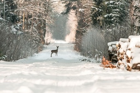 fot. Archiwum Nadl. Skierniewice